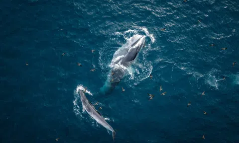 Cá voi xuất hiện nhiều ngày trên vùng biển Bình Định, nhà khoa học nói gì?